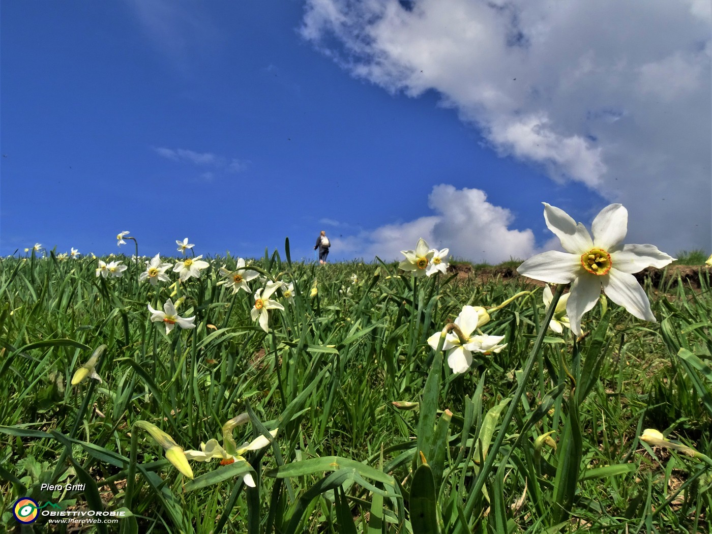 36 Narcisi baciati dal sole .JPG